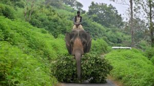 Forest Department enhances safety of locals in O’Valley amid ongoing tiger capture efforts