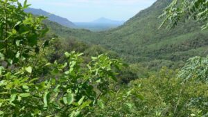Six forest officials suspended for letting tribals illegally cultivate over 1,000 acres of land in Jawadhu Hills