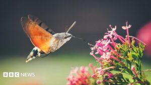 Hummingbird hawk moths and ivy bees: The insects thriving as temperatures rise