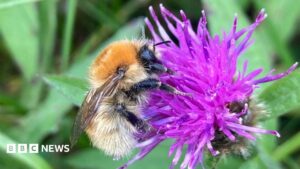 Bumblebee project seeking to help rare species