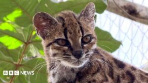 New wild cat species discovered – with only one known living member