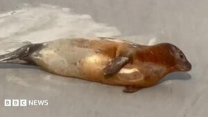 Plea to give Thames seals space for everyone's safety