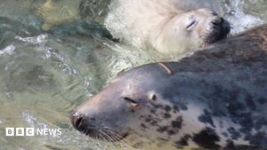 Charity backs call for resting seal protection
