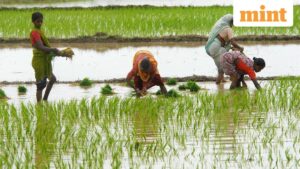 Kharif acreage gap narrows to 1.3% despite 15% rainfall deficit