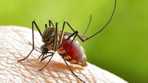 Dengue spread neither unusual nor alarming this year: Tamil Nadu Directorate of Public Health