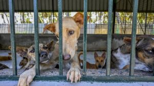 Tamil Nadu failing at animal birth control programme