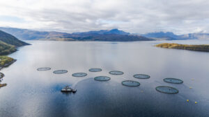 Farmed salmon may not be as nutritious as it once was, new research suggests