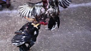 No blanket ban imposed on rooster fights in Tamil Nadu, DGP’s office tells Madras High Court