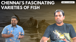 Beyond the coast, discovering Chennai’s fascinating world of fish