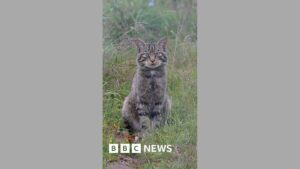 Inside Scotland's wildcat HQ