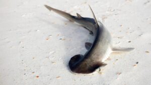Scientists overturn a theory about this shark’s strange head