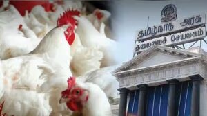 கோழி வளர்த்தே கோடீஸ்வரர் ஆகலாம்.. பாதிக்குப் பாதி மானியம்! தமிழக அரசு தரும் சூப்பர் வாய்ப்பு!