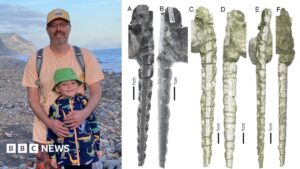 Fossil found on Welsh beach ends 'confusion' over 200-million-year-old fish teeth