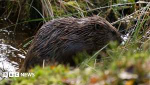 Beavers 'could boost wildlife and tackle drought'