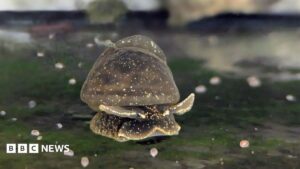 Rare snails lay eggs during car journey to zoo