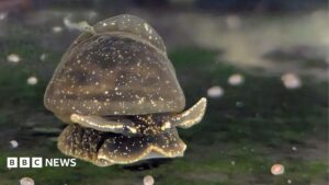 Battle to save the tiny, gooey snail only found in one lake in the UK