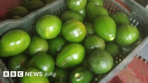 இந்தியாவில் 'நாய்ப்பழம்' என அழைக்கப்பட்ட அவகாடோ விரும்பப்படும் பழமாக மாறிய பின்னணி