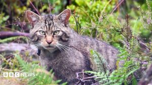 Inside Scotland's wildcat HQ – 'It's like Big Brother for cats'