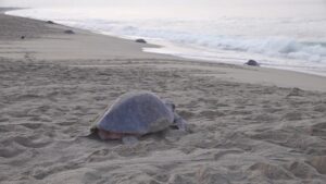 Spectacular turtle nesting event in southern Mexico