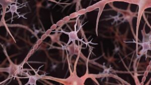 Textbooks may have misdrawn this basic brain structure for 100 years