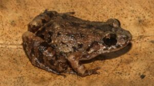 Scientists discover a mysterious new frog hiding in the Amazon