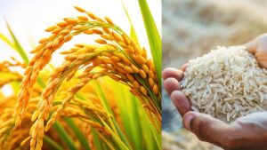 சர்க்கரை தொடர்ந்து அரிசி விலை தாறுமாறாக உயரப்போகிறதா..? 20 வருடத்தில் குறைவான உற்பத்தி.. மக்களே உஷார்..!