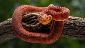 Scientists discover a powerful new antivenom hidden in rattlesnake blood