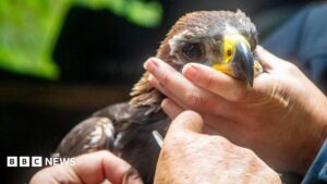 What makes this golden eagle chick so important?