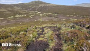 Rewilding project aims to restore peatland