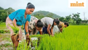 Government’s paddy procurement hit by weather woes, storage constraints