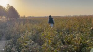 Afghan farmers pushed to opium farming to make a living