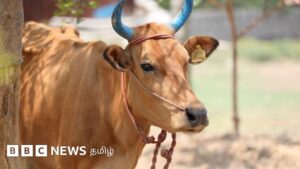 'சிறு பண்ணைகளில் 45% கால்நடைகளுக்கு மலட்டுத்தன்மை' – தமிழக ஆய்வில் அதிர்ச்சி தகவல்