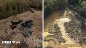 £15m spent cleaning illegal waste supersite in ancient woodland