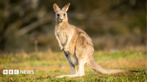 'Tropical jungle' of wallabies, porcupines and parrots must move after neighbours complain