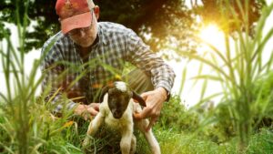 ‘The Biggest Little Farm’ Sequel Series to Debut Next Month in Follow-Up to 2019 Documentary (Exclusive)