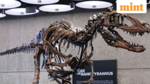 Meet Nanotyrannus Jodi: Auction – The rare dinosaur once mistaken for a young T. rex that fetched $47.3 million