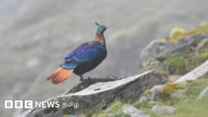 இமயமலையில் வாழும் இந்த அழகிய பறவை தனது குரலை மாற்றுவது ஏன்?