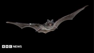 Largest woodland bat survey a 'nice story of AI for good'